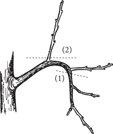 Иллюстрация к книге — Самая полезная настольная книга садовода и огородника [i_080.jpg]