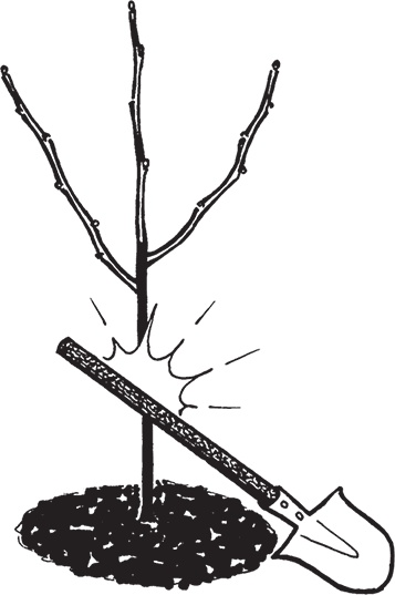 Иллюстрация к книге — Самая полезная настольная книга садовода и огородника [i_086.jpg]