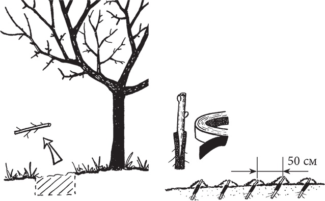 Иллюстрация к книге — Самая полезная настольная книга садовода и огородника [i_094.jpg]