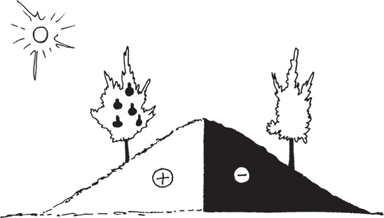 Иллюстрация к книге — Самая полезная настольная книга садовода и огородника [i_099.jpg]