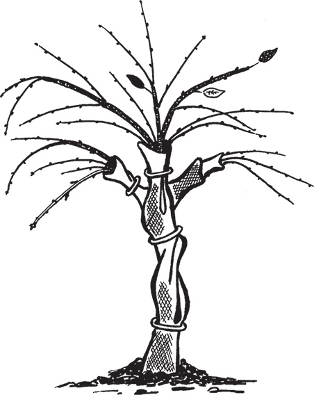 Иллюстрация к книге — Самая полезная настольная книга садовода и огородника [i_101.jpg]