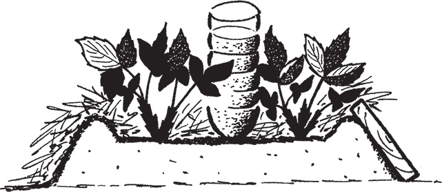 Иллюстрация к книге — Самая полезная настольная книга садовода и огородника [i_107.jpg]