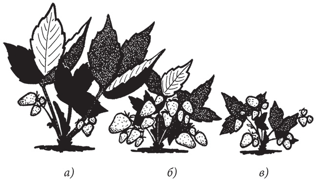 Иллюстрация к книге — Самая полезная настольная книга садовода и огородника [i_108.jpg]