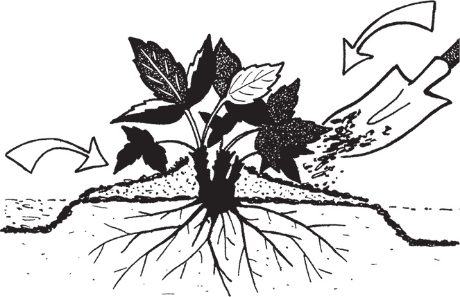 Иллюстрация к книге — Самая полезная настольная книга садовода и огородника [i_110.jpg]