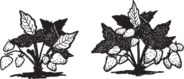 Иллюстрация к книге — Самая полезная настольная книга садовода и огородника [i_113.jpg]