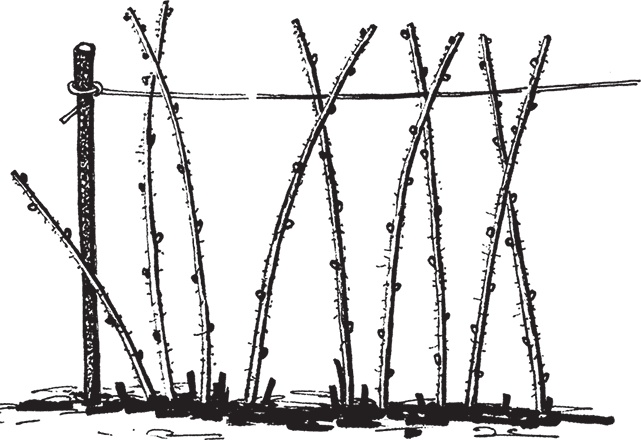 Иллюстрация к книге — Самая полезная настольная книга садовода и огородника [i_116.jpg]