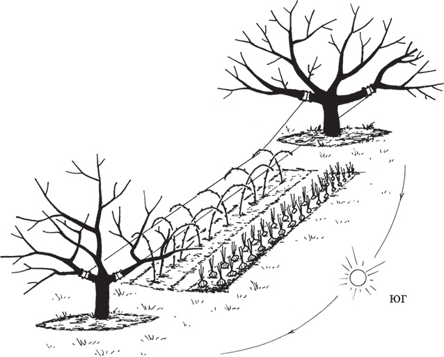 Иллюстрация к книге — Самая полезная настольная книга садовода и огородника [i_118.jpg]