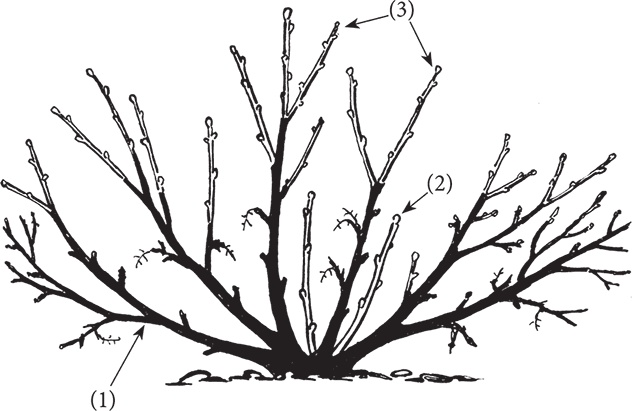 Иллюстрация к книге — Самая полезная настольная книга садовода и огородника [i_133.jpg]