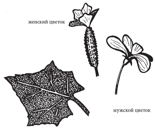 Иллюстрация к книге — Самая полезная настольная книга садовода и огородника [i_138.jpg]