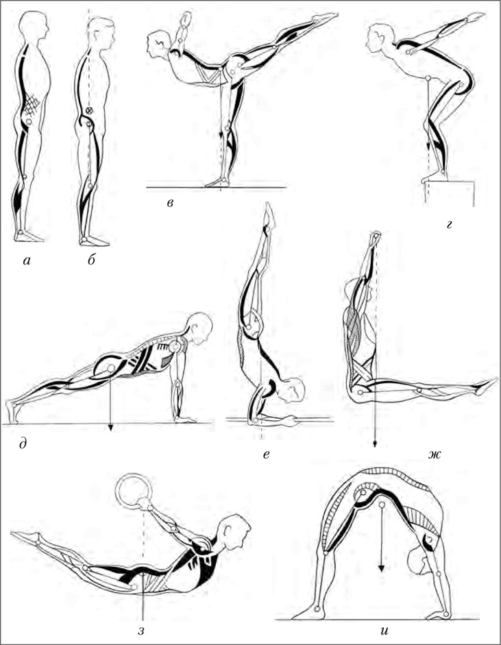 Иллюстрация к книге — Двигательная активность и здоровье. От лечебной гимнастики до паркура [i_007.jpg]