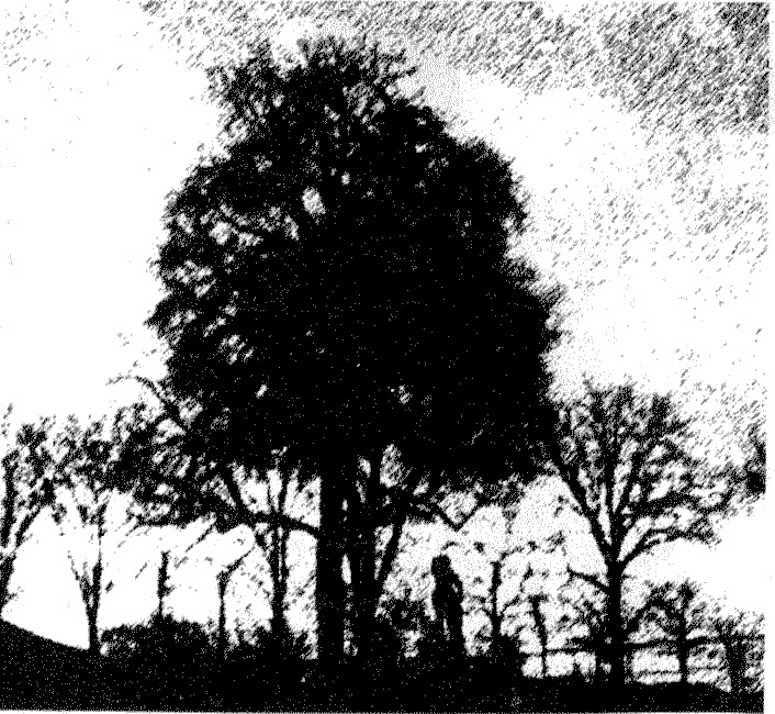 Иллюстрация к книге — Птица без крыльев [i_002.jpg]