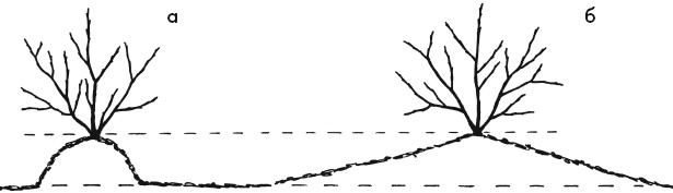 Иллюстрация к книге — Главные секреты вашего сада и огорода (переиздание) [_11.jpg]