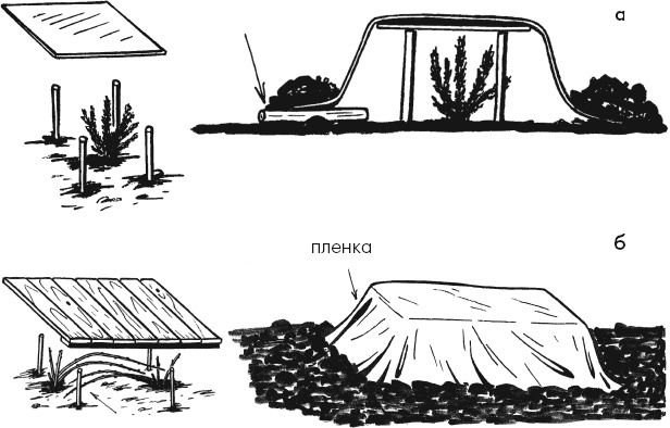 Иллюстрация к книге — Главные секреты вашего сада и огорода (переиздание) [_15.jpg]