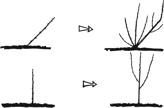 Иллюстрация к книге — Главные секреты вашего сада и огорода (переиздание) [_18.jpg]