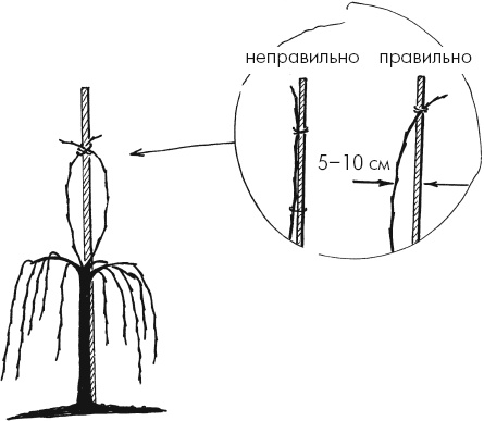 Иллюстрация к книге — Главные секреты вашего сада и огорода (переиздание) [_20.jpg]