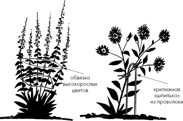 Иллюстрация к книге — Главные секреты вашего сада и огорода (переиздание) [_34.jpg]