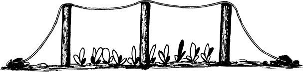 Иллюстрация к книге — Главные секреты вашего сада и огорода (переиздание) [_35.jpg]