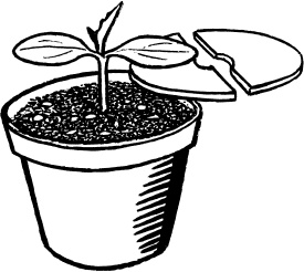 Иллюстрация к книге — Главные секреты вашего сада и огорода (переиздание) [_43.jpg]