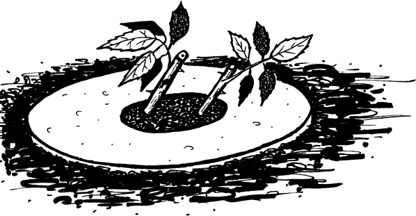 Иллюстрация к книге — Главные секреты вашего сада и огорода (переиздание) [_49.jpg]