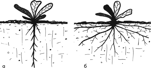 Иллюстрация к книге — Главные секреты вашего сада и огорода (переиздание) [_5.jpg]