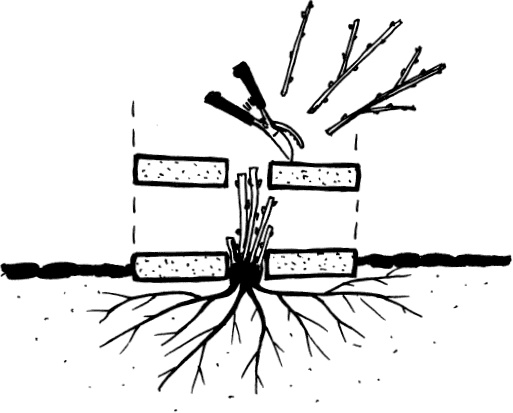 Иллюстрация к книге — Главные секреты вашего сада и огорода (переиздание) [_50.jpg]