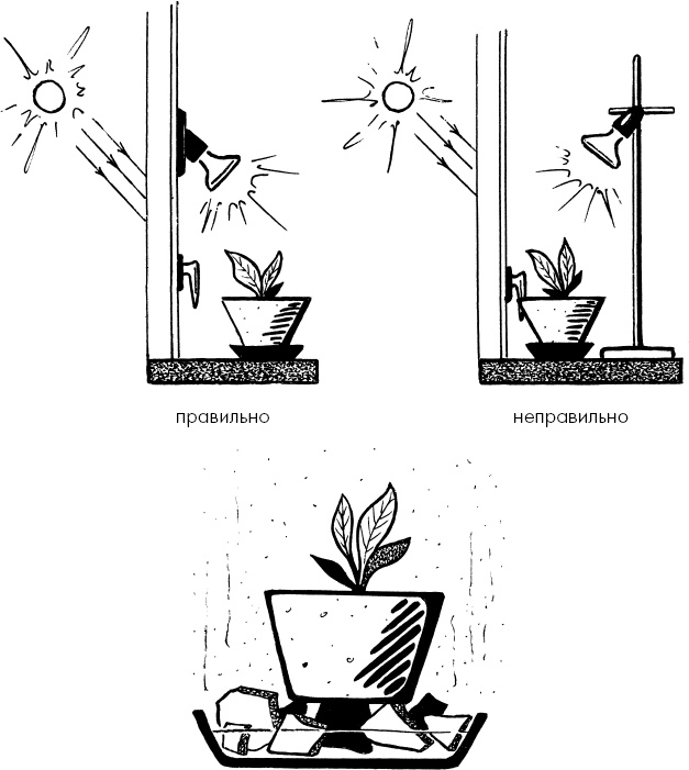 Иллюстрация к книге — Главные секреты вашего сада и огорода (переиздание) [_51.jpg]