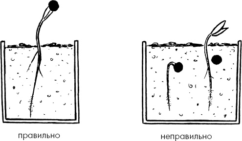 Иллюстрация к книге — Главные секреты вашего сада и огорода (переиздание) [_54.jpg]