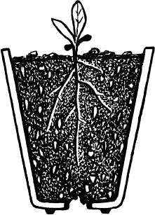 Иллюстрация к книге — Главные секреты вашего сада и огорода (переиздание) [_55.jpg]