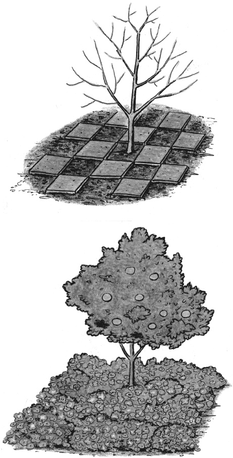 Иллюстрация к книге — Главные секреты вашего сада и огорода (переиздание) [_58.jpg]