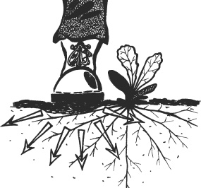 Иллюстрация к книге — Главные секреты вашего сада и огорода (переиздание) [_6.jpg]