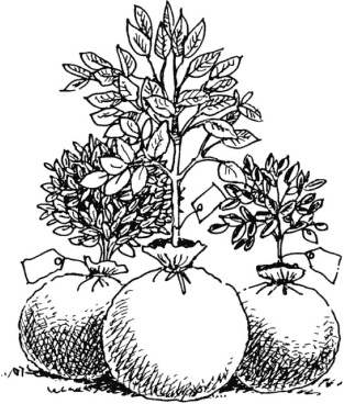 Иллюстрация к книге — Главные секреты вашего сада и огорода (переиздание) [_66.jpg]