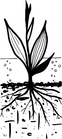 Иллюстрация к книге — Главные секреты вашего сада и огорода (переиздание) [_68.jpg]