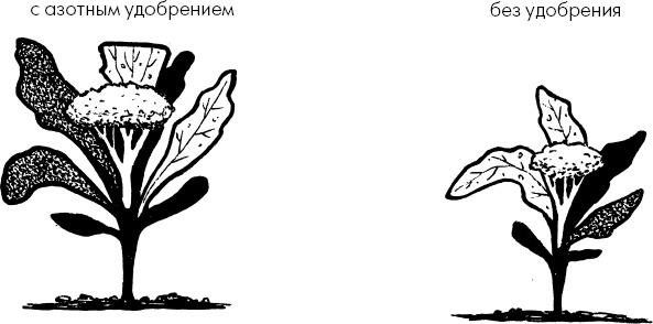 Иллюстрация к книге — Главные секреты вашего сада и огорода (переиздание) [_77.jpg]