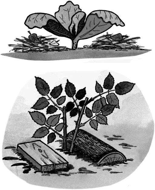 Иллюстрация к книге — Главные секреты вашего сада и огорода (переиздание) [_9.jpg]