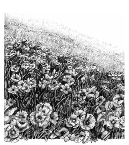 Иллюстрация к книге — Mischling. Чужекровка [i_001.jpg]