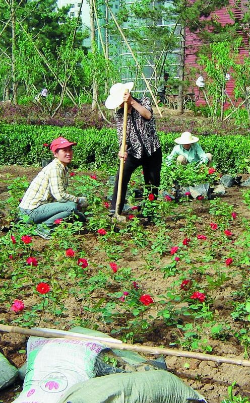 Иллюстрация к книге — &quot;Злой дворник&quot;. Чистая правда о грязной работе [_15.jpg]
