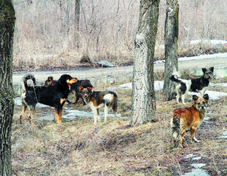Иллюстрация к книге — &quot;Злой дворник&quot;. Чистая правда о грязной работе [_19.jpg]