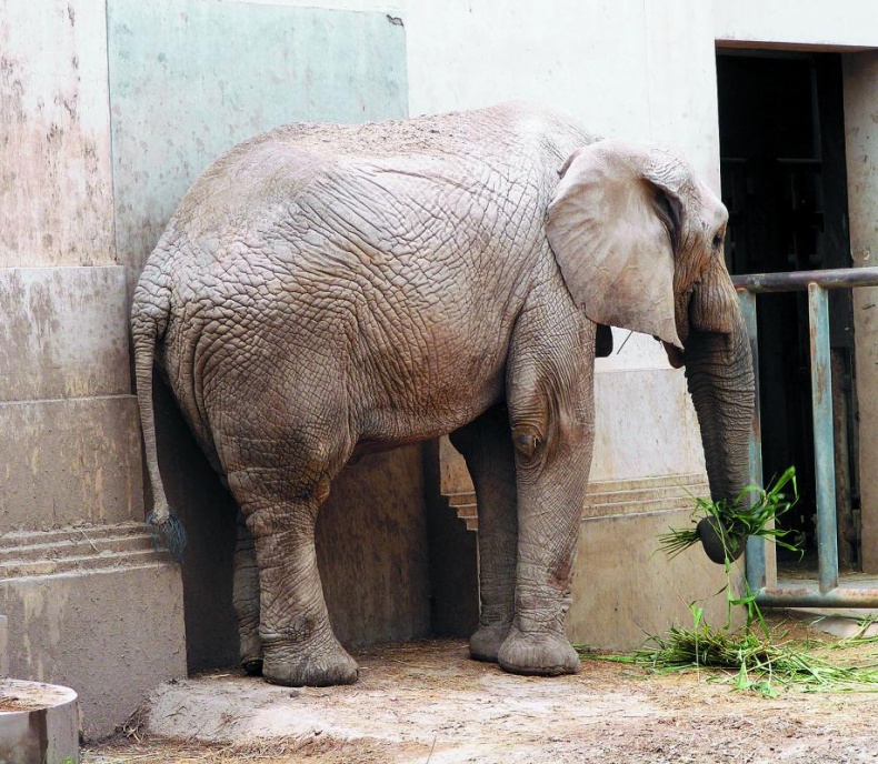 Иллюстрация к книге — &quot;Злой дворник&quot;. Чистая правда о грязной работе [_26.jpg]