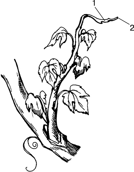 Иллюстрация к книге — Виноград на вашей даче. Растет не только на юге! [i_003.jpg]