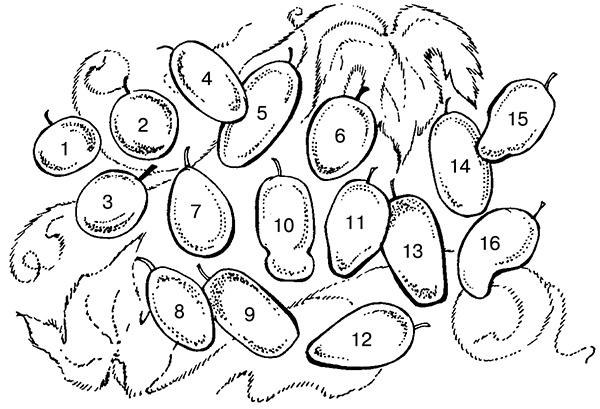 Иллюстрация к книге — Виноград на вашей даче. Растет не только на юге! [i_007.jpg]