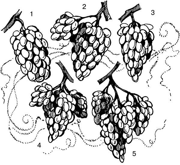 Иллюстрация к книге — Виноград на вашей даче. Растет не только на юге! [i_009.jpg]