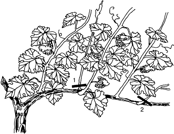 Иллюстрация к книге — Виноград на вашей даче. Растет не только на юге! [i_011.jpg]