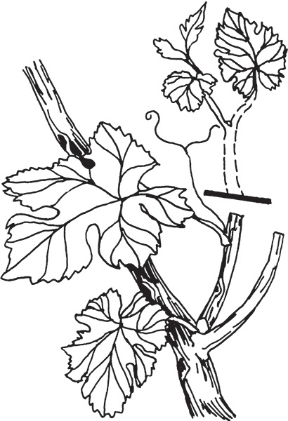 Иллюстрация к книге — Виноград на вашей даче. Растет не только на юге! [i_013.jpg]