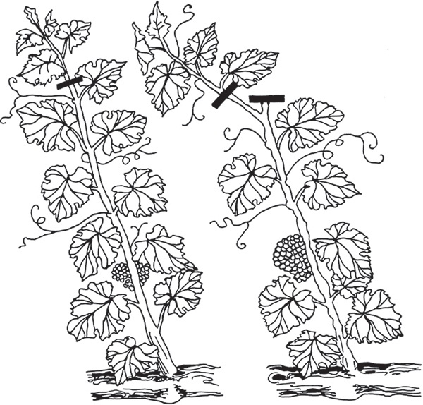 Иллюстрация к книге — Виноград на вашей даче. Растет не только на юге! [i_015.jpg]