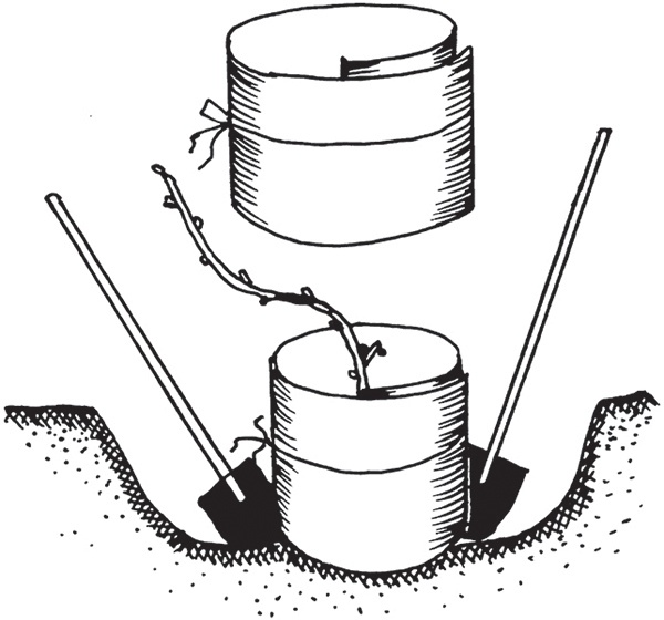 Иллюстрация к книге — Виноград на вашей даче. Растет не только на юге! [i_016.jpg]