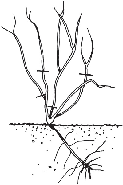Иллюстрация к книге — Виноград на вашей даче. Растет не только на юге! [i_018.jpg]