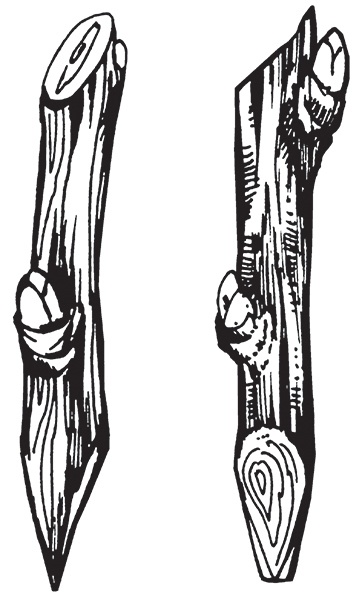 Иллюстрация к книге — Виноград на вашей даче. Растет не только на юге! [i_020.jpg]