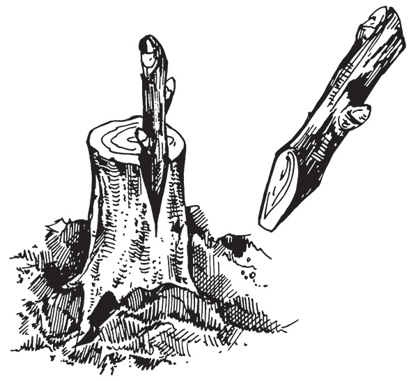 Иллюстрация к книге — Виноград на вашей даче. Растет не только на юге! [i_022.jpg]