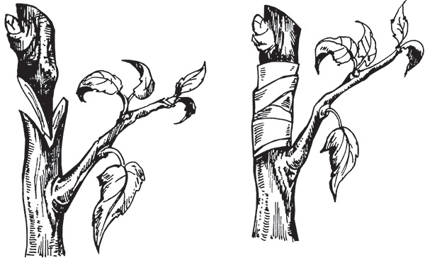 Иллюстрация к книге — Виноград на вашей даче. Растет не только на юге! [i_023.jpg]