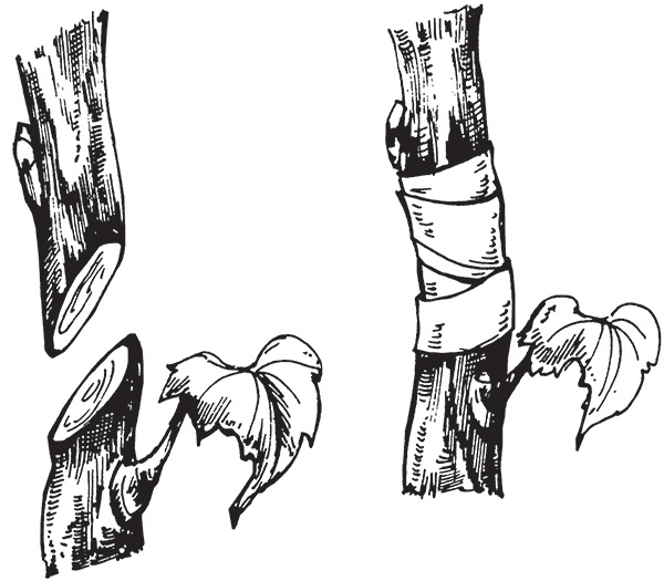 Иллюстрация к книге — Виноград на вашей даче. Растет не только на юге! [i_024.jpg]